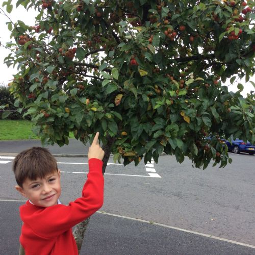 P3 Autumn Walk