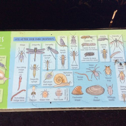 Our Trip to Castle Espie